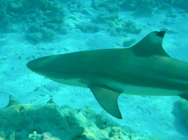 63- Le requin s'est fait croque l'aileron 